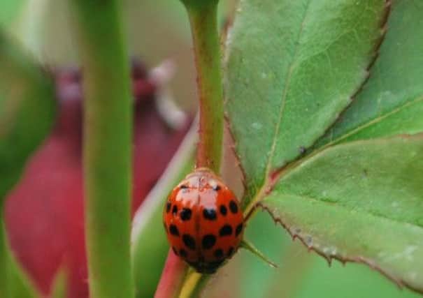 A harlequin ladybird, which is under threat for a fungal disease spread through mating. Picture: PA