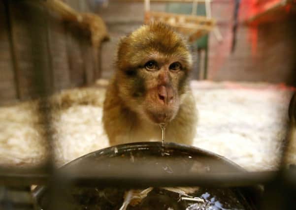 One of the 30 Barbary macaques from Gibraltar takes a drink. Picture: PA