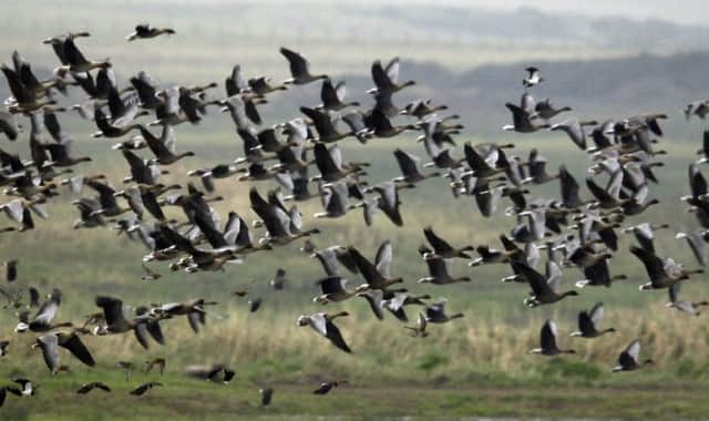 There are almost 80,000 pink footed geese at the wildlife reserve in Montrose. Picture: Donald MacLeod