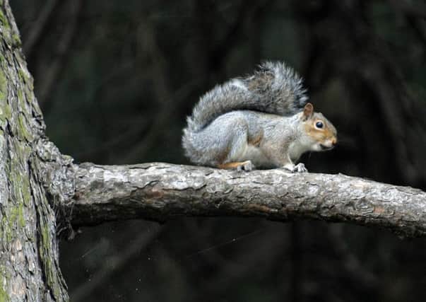 The spread of squirrelpox, which affects red squirrels, will be impossible to stop without a cull of grey squirrels, a report has found. Picture: Ian Rutherford