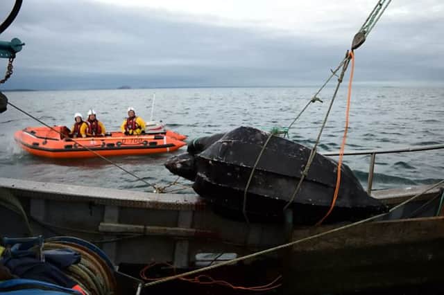 A six foot-long leatherback turtle was found dead near Dunbar last week. Picture: Hemedia