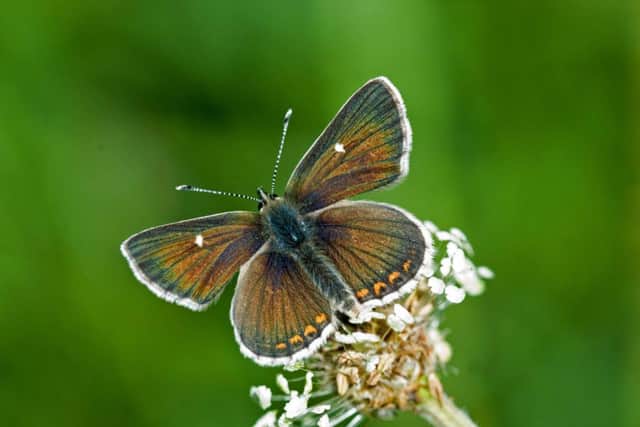 The northern brown argus feeds on only one type of plant. Picture: Contributed