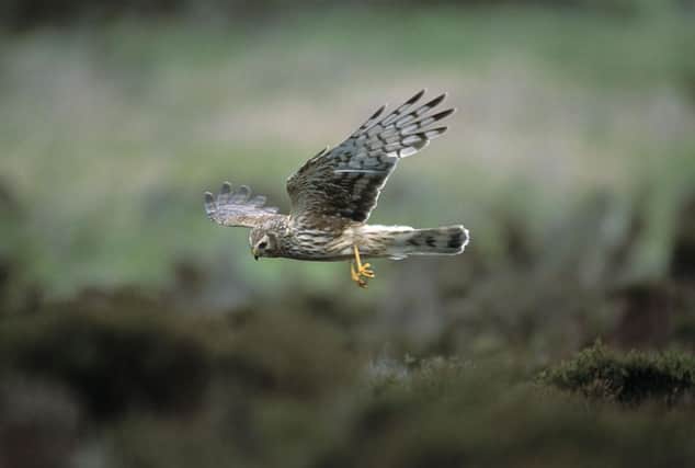 Hen Harriers have been targeted by poachers