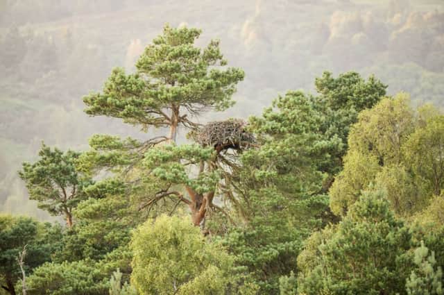 Ladys Tree, complete with nest, at Loch of the Lowes nature reserve. Picture: Niall Benvie