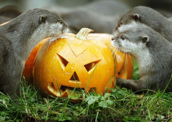 Edinburgh Zoo's Asiatic short-clawed otters explore their pumpkin treats. Picture: Danny Lawson/PA