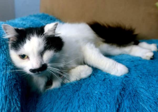 Baz the cat, who has distinctive moustache markings, is making a full recovery. Picture: Hemedia