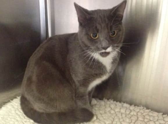 Scottish SPCA have nicknamed the cat 'Trinity' while they search for her owner. Picture: Contributed