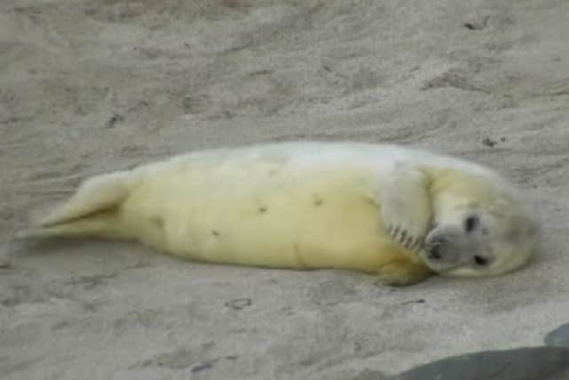 A new webcam will offer nature lovers the chance to see grey seal pups being born. Picture: Orkney Nature Festival/Vimeo