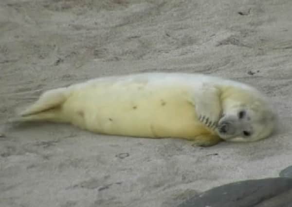 A new webcam will offer nature lovers the chance to see grey seal pups being born. Picture: Orkney Nature Festival/Vimeo