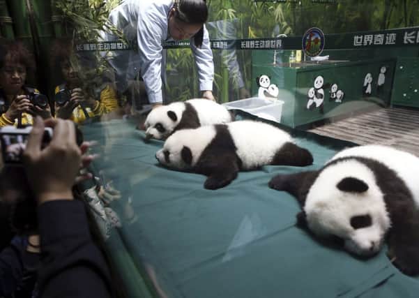 Visitors take photographs of panda triplet cubs in the Chimelong Safari Park in Guangzhou, south China, as they celebrated turning 100 days old yesterday. Picture: AP