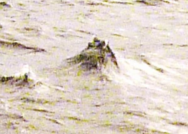 The photograph taken by Bright that allegedly shows what he believes is Nessie's head. Picture: Peter Jolly