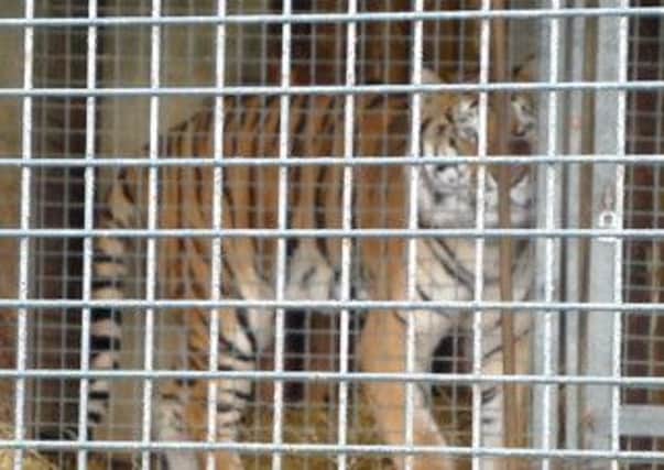 Animal Defenders International released images purporting to show the winter quarters of big cats