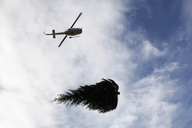 Christmas trees destined for Scotland are winched from Northumberland's Kielder Forest by helicopter. Picture: Hemedia