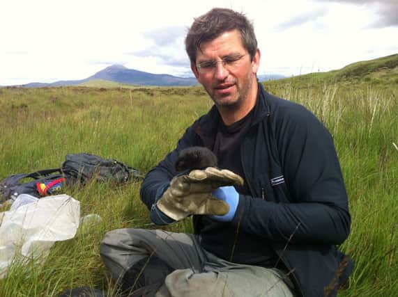 Xavier Lambin with a water vole, part of a reintroduction project