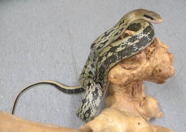 Tanya the rat snake is among the snakes needing new homes. Picture: SSPCA/PA