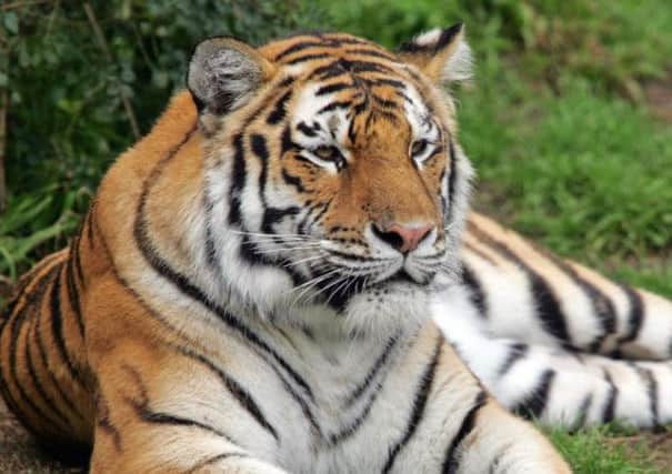 Police are using a helicopter to track the tiger. Picture: AP