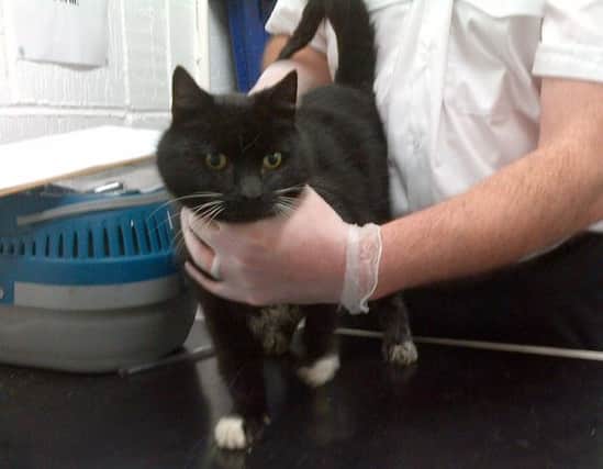 The cat, named Fireman Sam, was rescued after falling into the tank. Picture: SSPCA