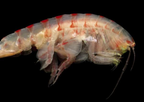 Scientists found the tiny creature in Scottish waters, and were surprised to learn that they resist the feminising effect of pollutants. Picture:Contributed