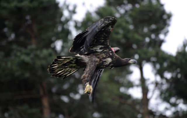 Sea eagles from Norway were introduced to the Scottish west coast and Fife. Picture: Phil Wilkinson