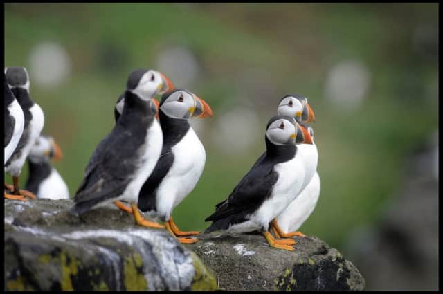 The puffin is one of many species of seabirds which feeds on sandeels. Picture: Greg Macvean