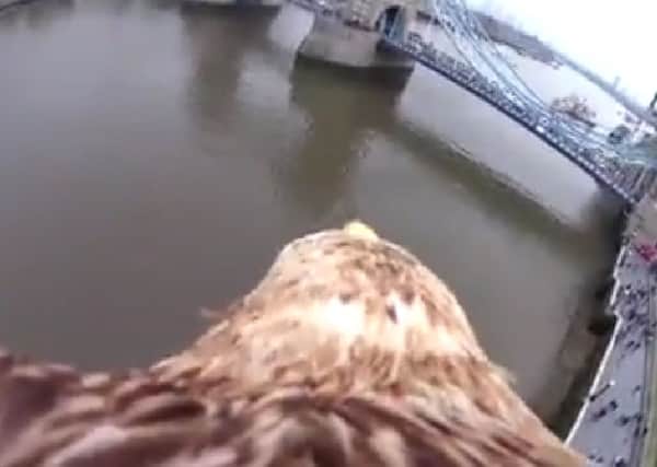 The white-tailed eagle flies towards Tower Bridge in London. Picture: YouTube