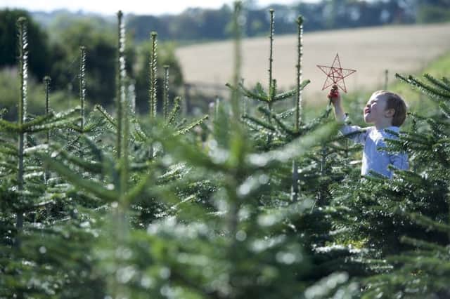 Stanley Marsh celebrates the start of Christmas tree season by placing a star on a Nordmann Firs tree at Netherraw Forestry. Picture: Tony Marsh