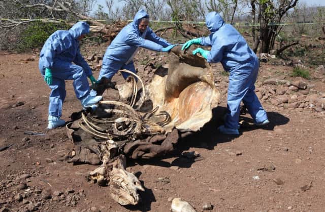 Investigators check the remains of a rhino for forensic clues. Picture: AP
