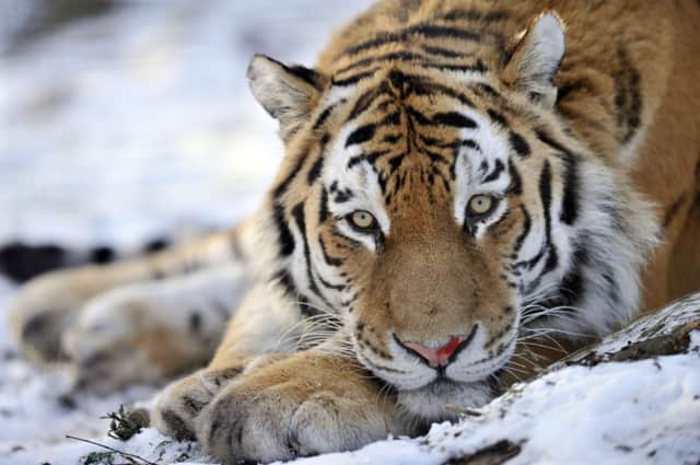 Marty the Amur tiger at Highland Wildlife Park near Kingussie. Picture: Phil Wilkinson