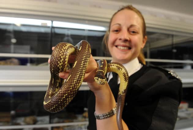 Scottish SPCA's Gemma Barbour with Barney the King Snake. Picture: Dan Phillips