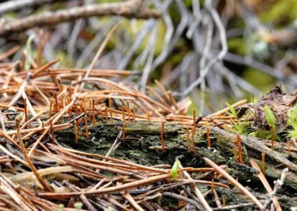 Concerns over local wildlife and flora, including endangered green shield moss, has helped put to bed a housing development in Nethy Bridge. Picture: Contributed