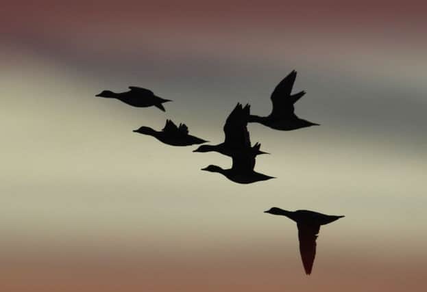 Geese photographed arriving at the RSPB Reserve at Loch of Strathbeg. Picture: Donald MacLeod