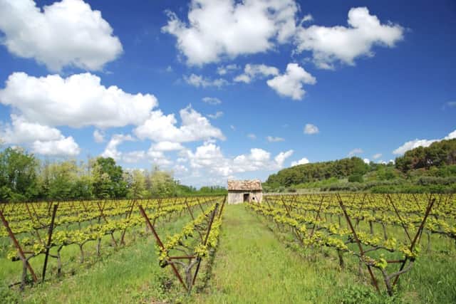 One of Alsace's many vineyards. Picture: Contributed