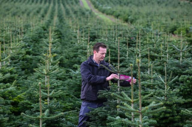 Hans inspects his trees before they are harvested. Picture: HeMedia