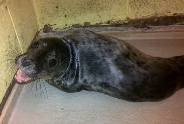 Rose the seal pup is making a good recovery. Picture: Scottish SPCA