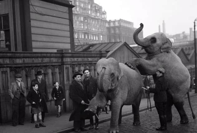 Two elephants from Prince's International Circus and Carnival arrive in Edinburgh in December 1951. Picture: TSPL