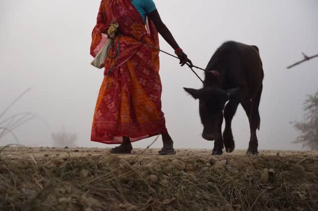 A buffalo calf is led by a villager to the Gadhimai temple in Bara. Picture: Getty
