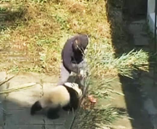 The video, which was leaked online in China, appears to show a young panda being hit four times on the snout while it is being trained