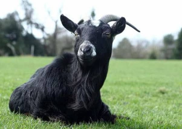 Happy goats tend to point their ears forward, scientists have found. Picture: PA