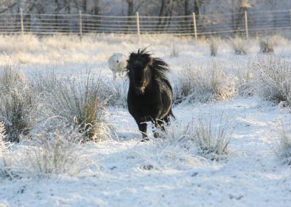 A Shetland pony and a sheep endure the wintry conditions in the Highlands. Picture: Peter Jolly