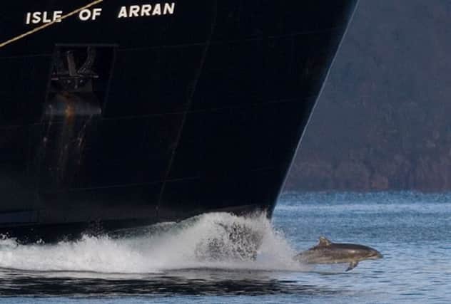 Clet the dolphin, pictured near CalMac's Isle of Arran vessel. Picture: Contributed