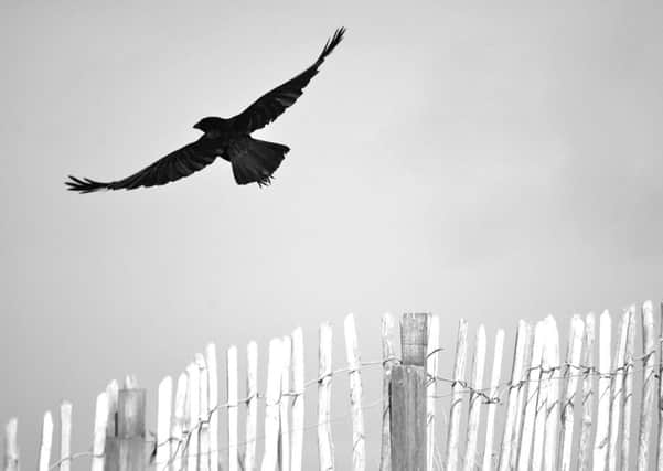 A crow in flight by Catherine Sim which was the winning entry in the Young Photographer category. Picture: PA