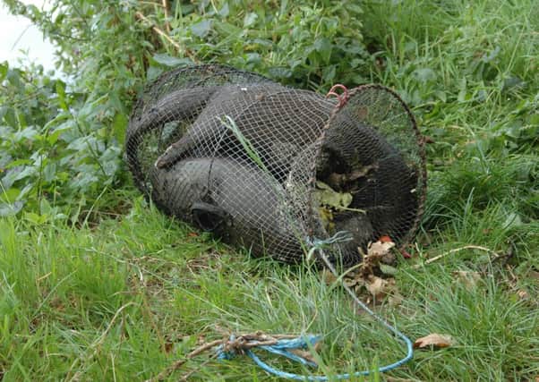 Three otters found dead in a net trap in Haddington. Using a net trap for catching eels and crayfish is illegal. Picture: Contributed