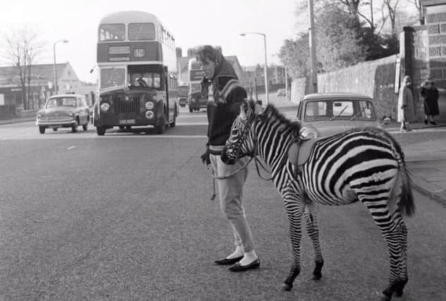 Zoo keeper Grace Forrest takes Tot the zebra for a walk on the streets of Corstorphine in November 1964. Picture: TSPL