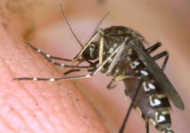 Treated bed nets keep malaria carrying mosquitos at bay. Picture: Getty