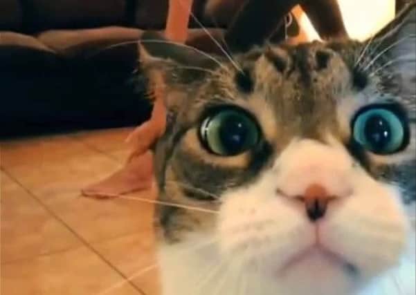 Highlights of the tenth Glasgow Film Festival include the Cat Video Festival