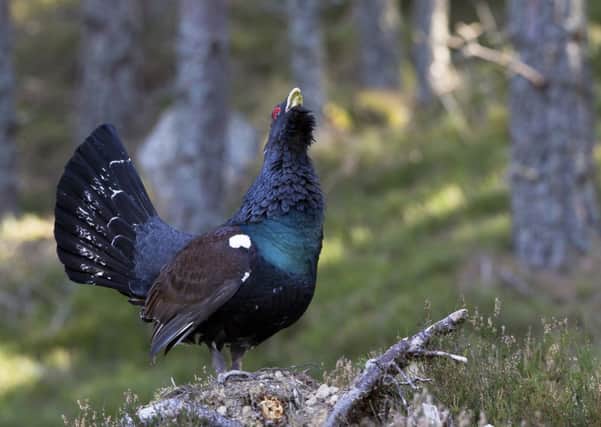 There are only around 1,000 capercaillie in the wild in Scotland. Picture: Getty