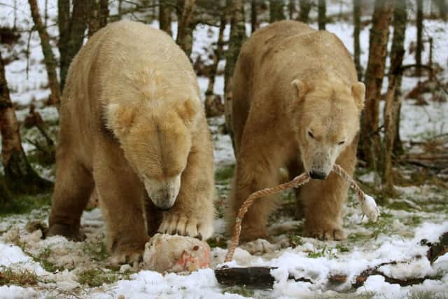 Scotland's only Polar Bears Walker (left) and Arktos in the snow. Picture: PA