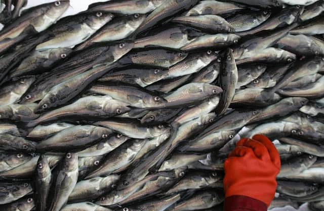 A healthy catch unloaded on Shetland, where the social consequences of a discards ban could be devastating. Picture: Getty
