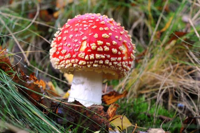 Amanita muscaria, commonly known as fly agaric. Picture: Contributed