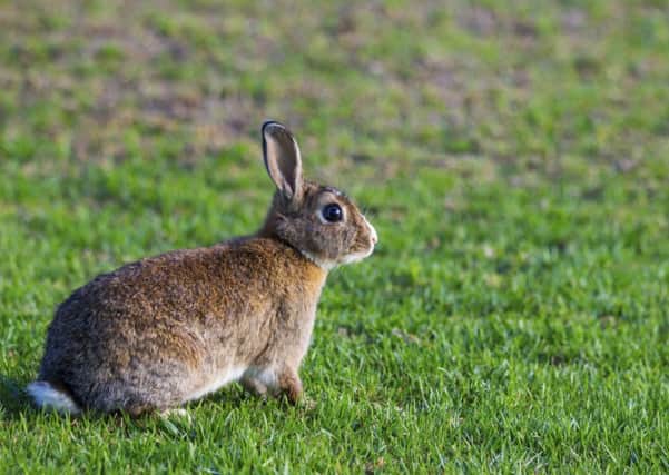 Nighttime shoots are seeing off Inverleith allotments bunnies. Picture: Getty